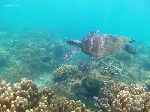 Komang Elot Snorkeling 3