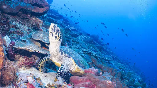 Sianmay Candidasa Diving Center 1