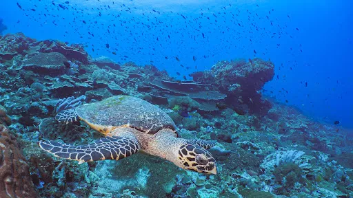 Sianmay Candidasa Diving Center 2