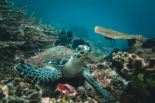 Plentang Agen snorkeling and fastboat 1