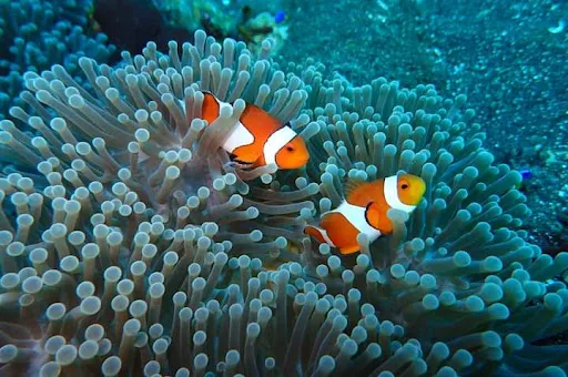 Plentang Agen snorkeling and fastboat 4