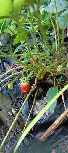 Pasar Desa Tegak 2