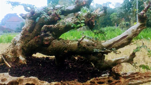 Bali Akah Bonsai 1