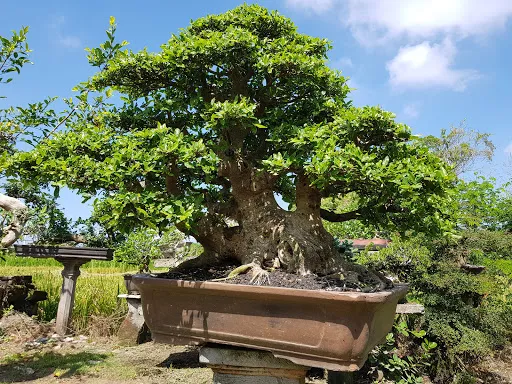 Bali Akah Bonsai 2