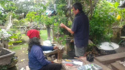 Bali Akah Bonsai 4