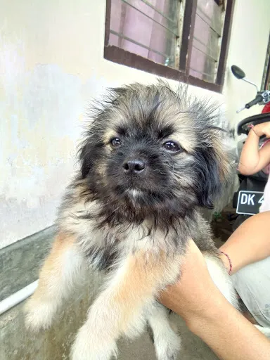 Dokter Hewan / Ngurah Wijana 2