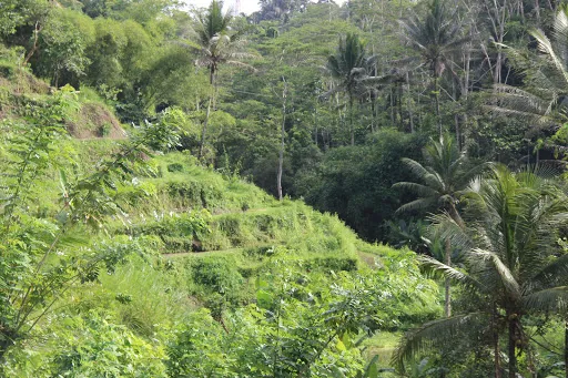 Bali Bestfun Tours 1