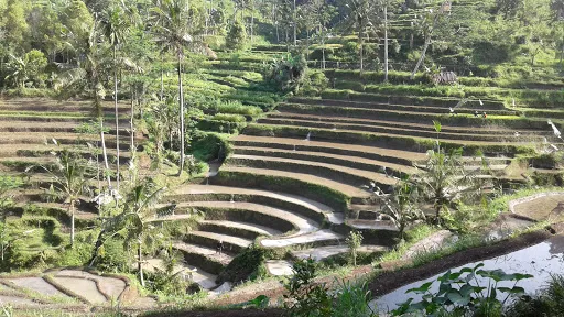 NYOMAN SIDEMEN TREKKING 2