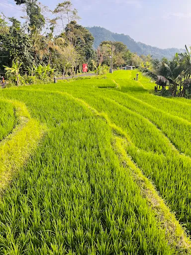Sideman Ricefield Viewpoint 1