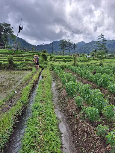 Balinese cooking class and Organic farm 1