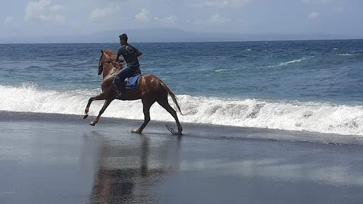Bali Horse Riding 1