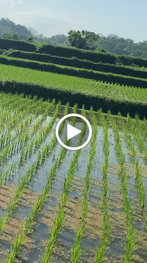 Babi Guling Pantai Lebih 3