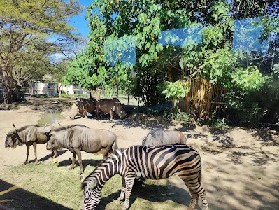 Marine Safari Bali 1