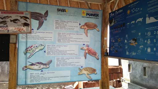 Saba Asri Sea Turtle Ecotourism 1