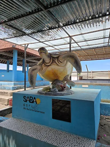 Saba Asri Sea Turtle Ecotourism 2