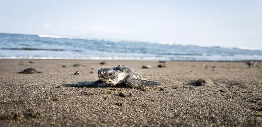 Saba Asri Sea Turtle Ecotourism 4