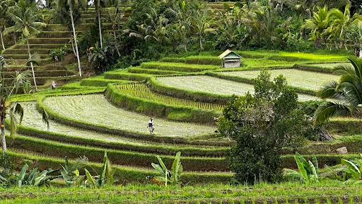 Bali 4U Tours 4