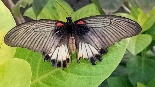 Kemenuh Butterfly Park, Bali 1