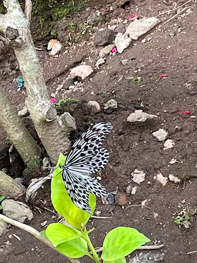 Kemenuh Butterfly Park, Bali 3
