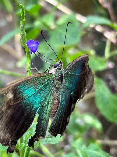 Kemenuh Butterfly Park, Bali 4