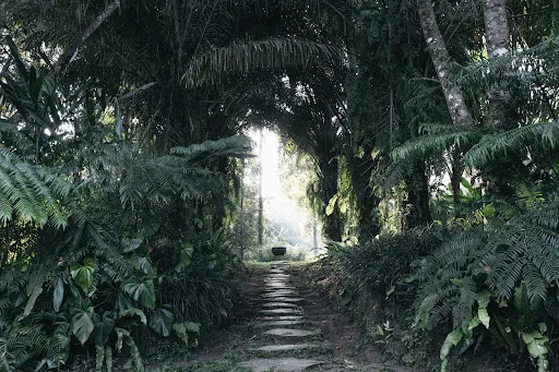 Jungle House Estate 4