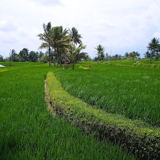 Bali Bintang Tour, Downhill Bike Ride from Kintamani and Cycling in Ubud Bali 2