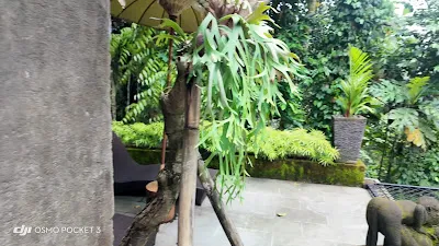 Hoshi Jungle Resort