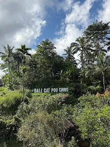 Bali Cat Poo Chino 1