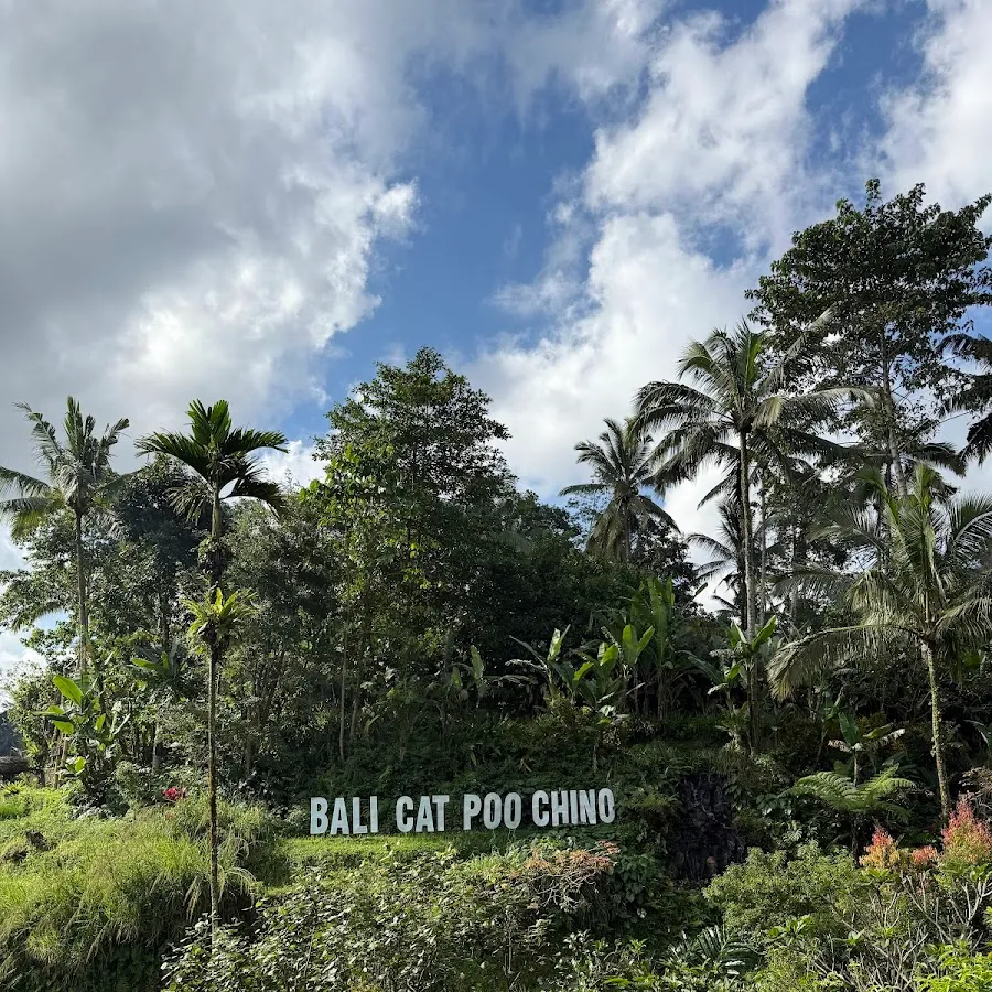 Bali Cat Poo Chino 2