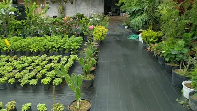 Cafe Kebun Penglipuran 4