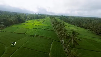 Banjar mancingan Rice trekking 1