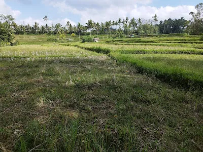 Banjar mancingan Rice trekking 3