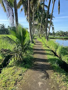 Mancingan Rice Terrace Bali 3