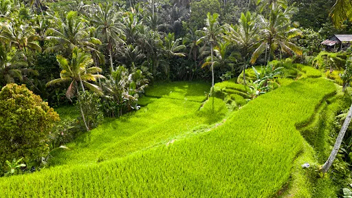 1Stone Bali Tours And Personal Driver (Kadek Sujana)