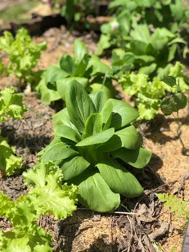 Bhakti Farm - Biodynamic Garden 2