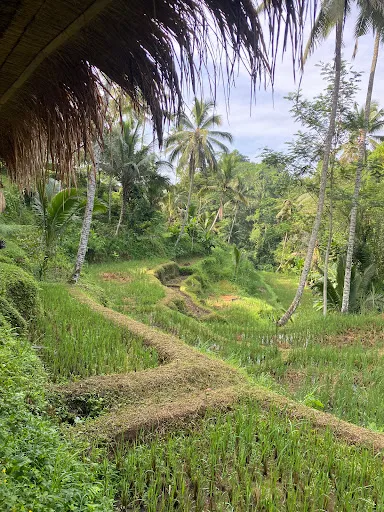 Sukabali Agro 4