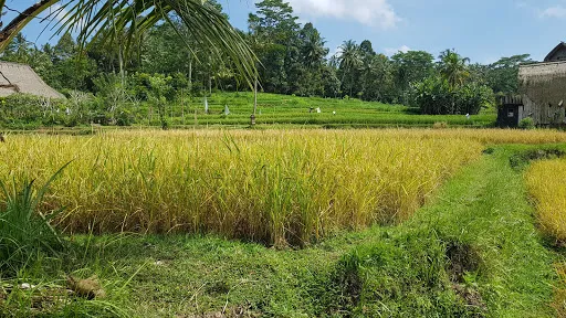 Tebing Hijau 3