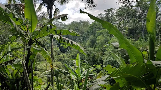 Tebing Hijau 4