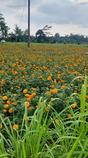 Telabah Lantang Desa Muncan 3