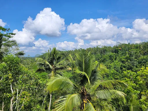 Segara Windhu Coffee Plantation 2