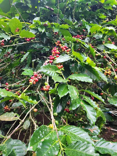 Segara Windhu Coffee Plantation 4