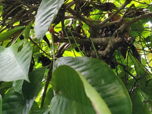 OKA Agriculture Bali 2