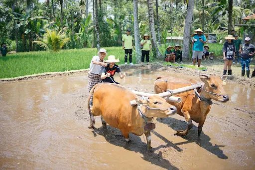 Pemulan Bali Experience 1