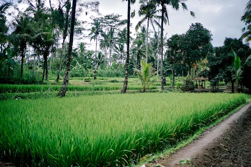 Pemulan Bali Experience 2