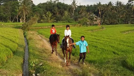 Ubud Horse Stables 1