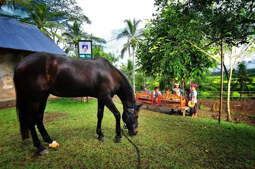 Ubud Horse Stables 3