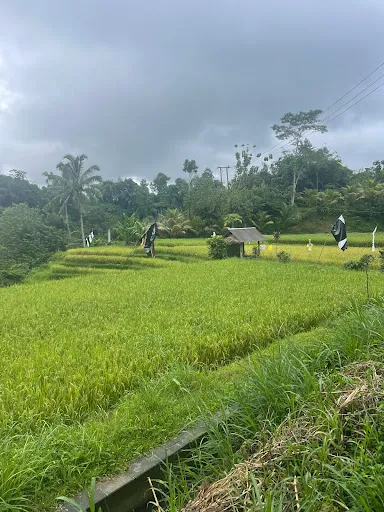 Ubud Horse Stables 4