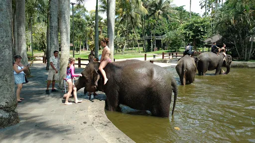 Парк Слонов 1