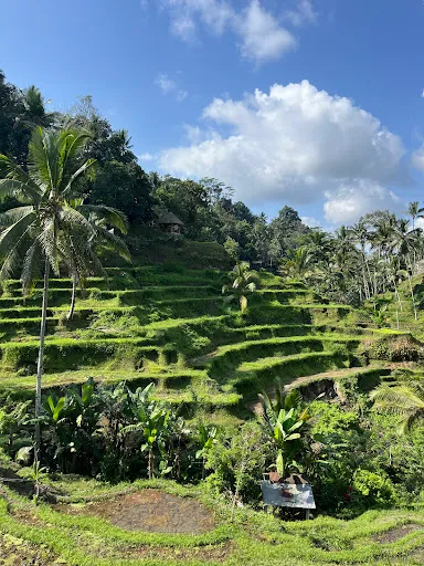 Bali Unveiled Tours 4