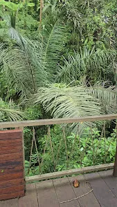 Goa Gong Waterfall 1